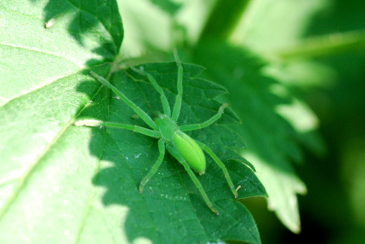 Micrommata virescens